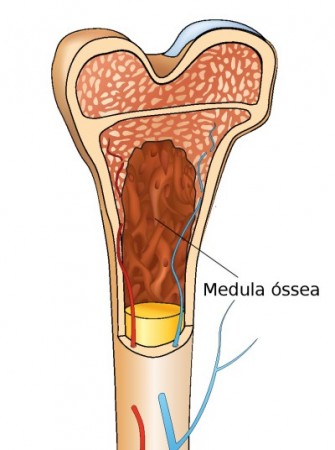 Medula óssea